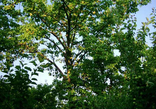 روستای ماسوله ای و از معروف ترین جاذبه های گردشگری + تصاویر