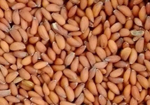 آشنایی با خواص شگفت انگیز تخم شاهی