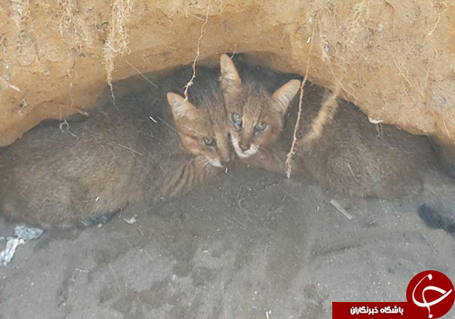 نجات گربه&zwnj; های جنگلی در منطقه حفاظت شده میانکاله + تصاویر