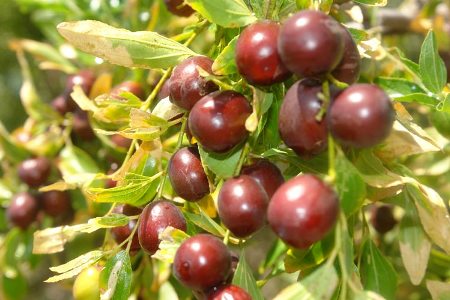 کاشت گل محمدی وعناب در فضای سبز