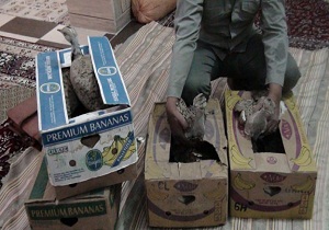توقیف بیش از دو هزار حیوان مشکوک به بیماری در استان سمنان