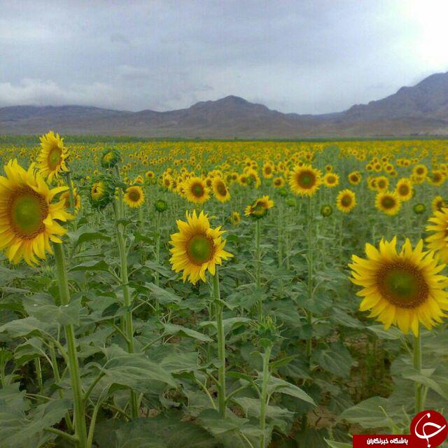 مزرعه زیبای آفتابگردان در &laquo;دشت&raquo; + فیلم