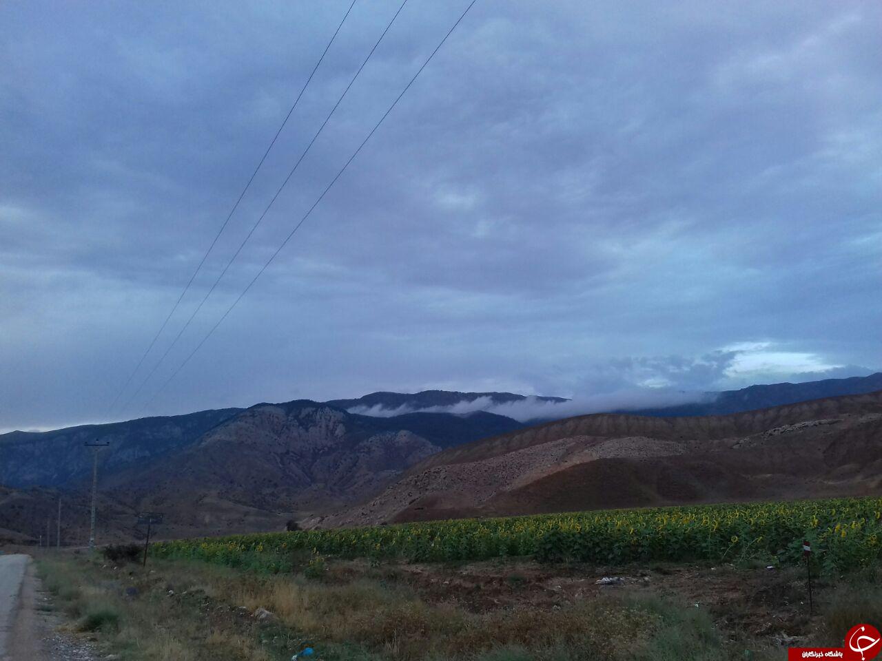 مزرعه زیبای آفتابگردان در &laquo;دشت&raquo; + فیلم