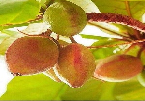 آغاز برداشت میوه گاروم زنگی