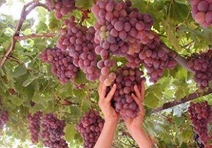 ضرورت ایجاد صنایع تبدیلی در بخش انگور دیم کردستان