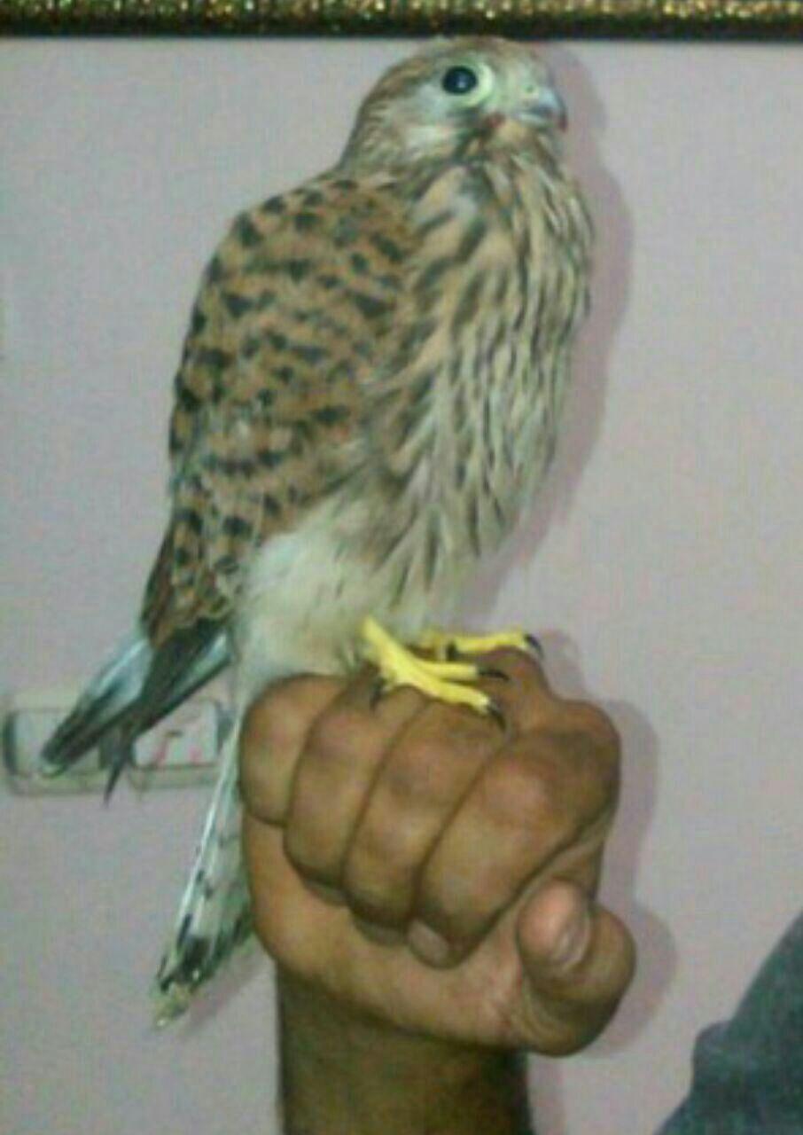 کشف سه بهله دلیجه در مشهد