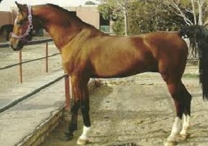 نمایش فیلم کوتاه داستانی «اسب»