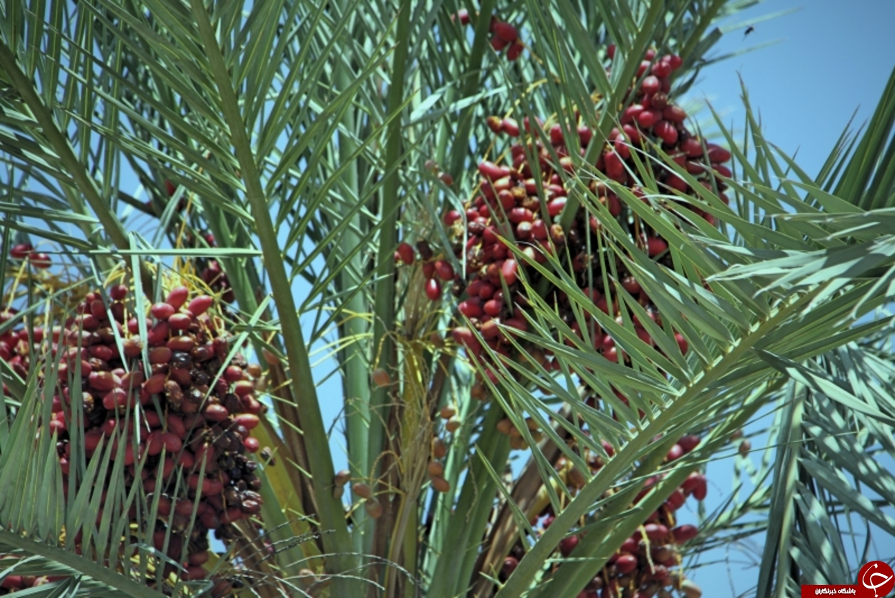 خرماپزان در روستای زیارت+عکس