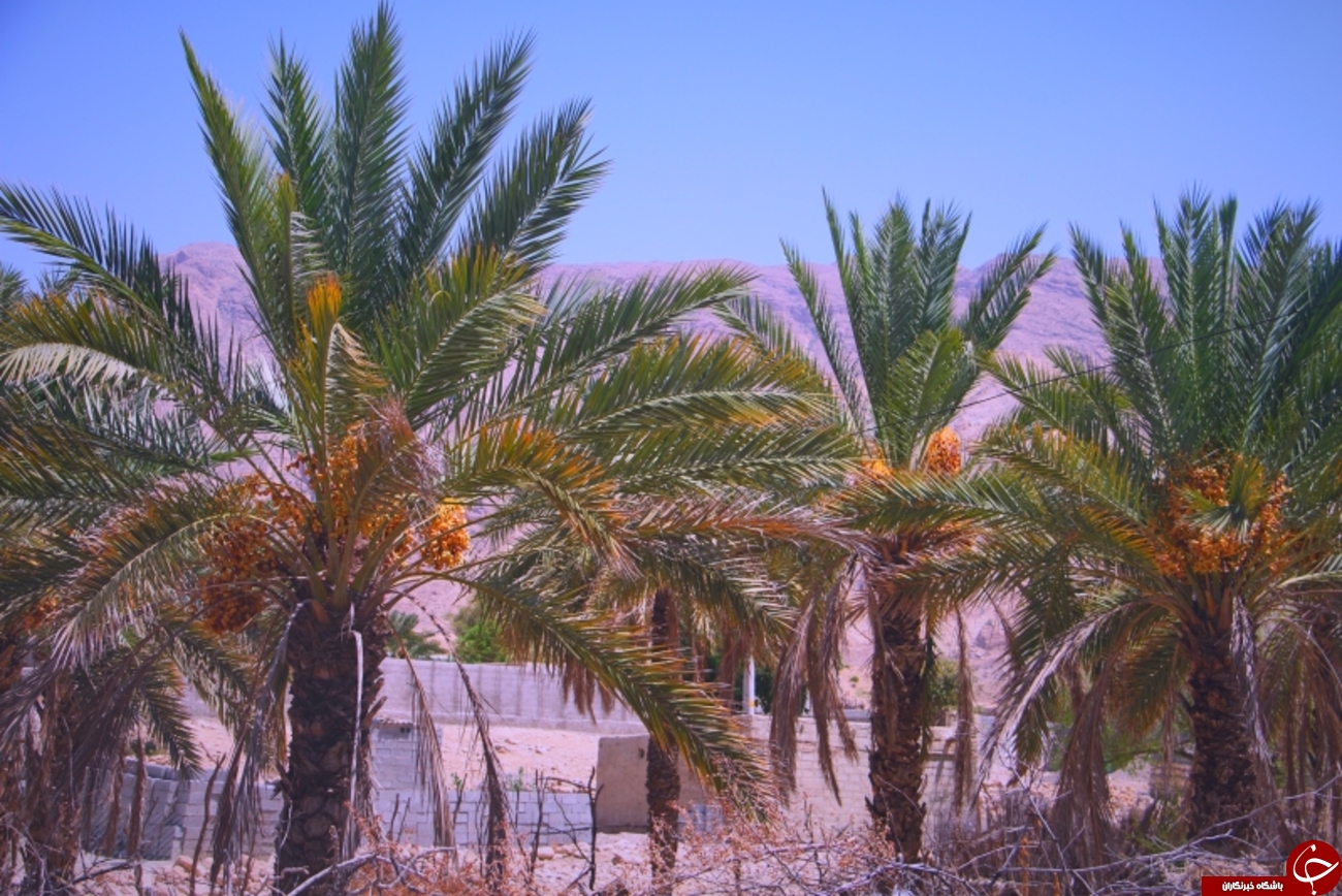 خرماپزان در روستای زیارت+عکس