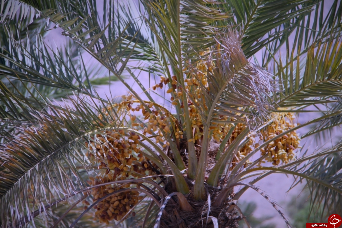 خرماپزان در روستای زیارت+عکس