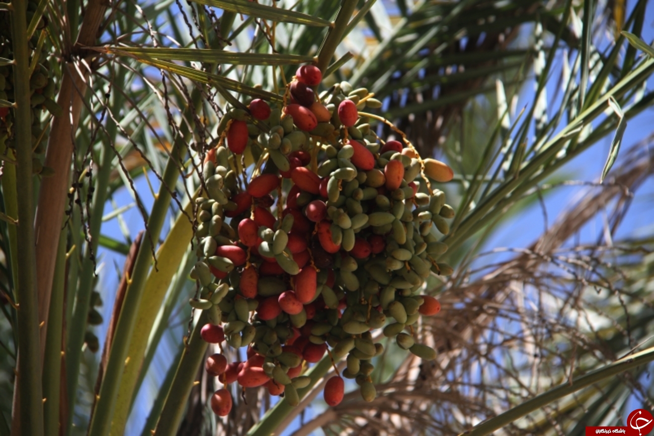 خرماپزان در روستای زیارت+عکس