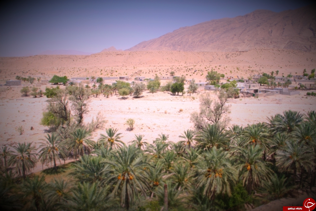 خرماپزان در روستای زیارت+عکس
