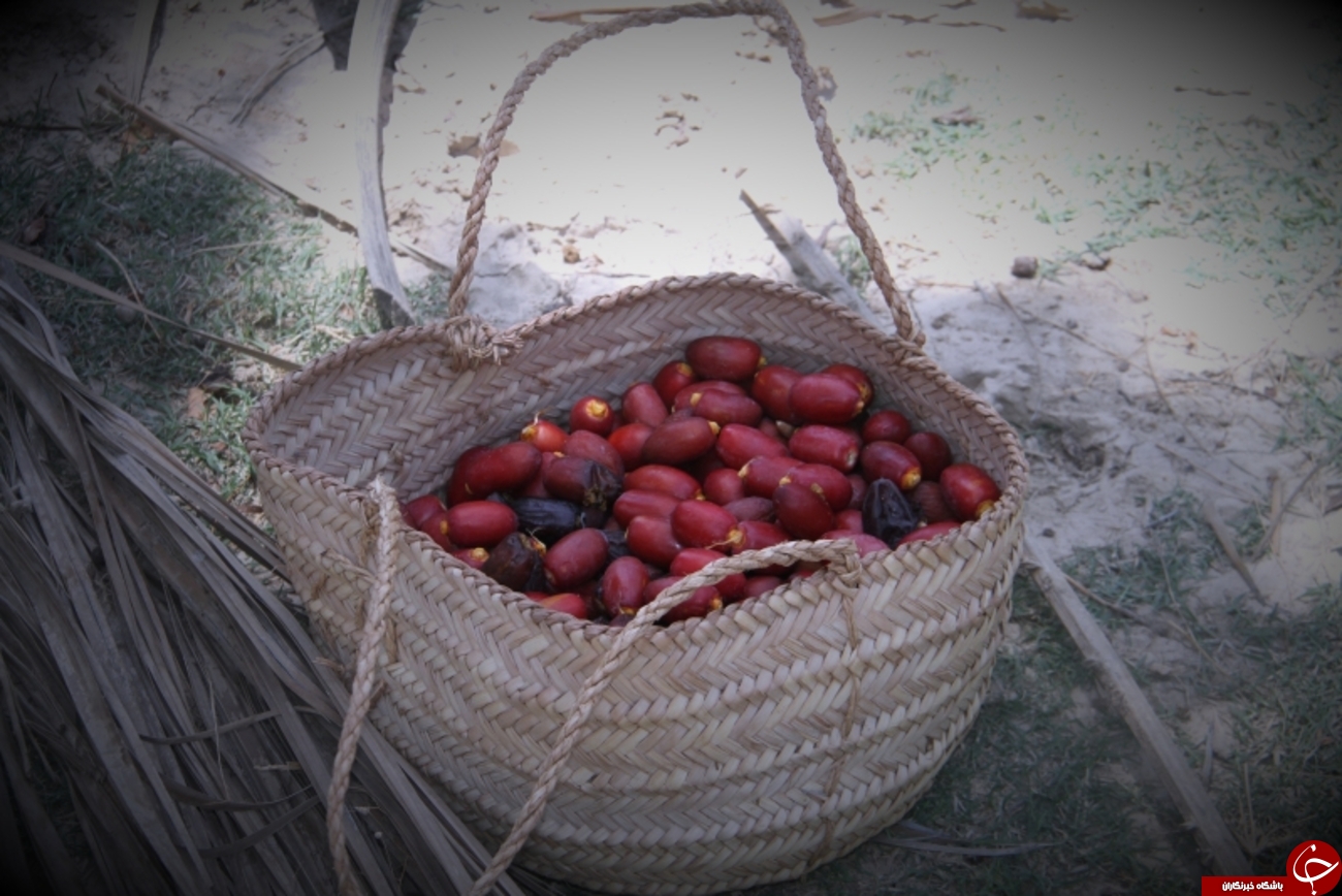 خرماپزان در روستای زیارت+عکس