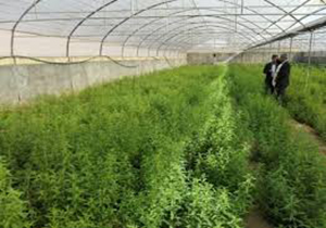 ایجاد ۴ هزار شغل در بخش کشاورزی لرستان
