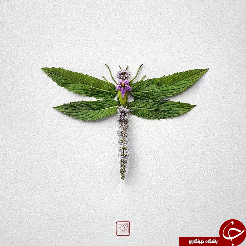 گل هایی که تبدیل به حشره شدند