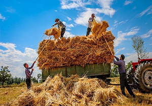 کاهش ۱۴۳ هزار تنی تولید گندم در لرستان