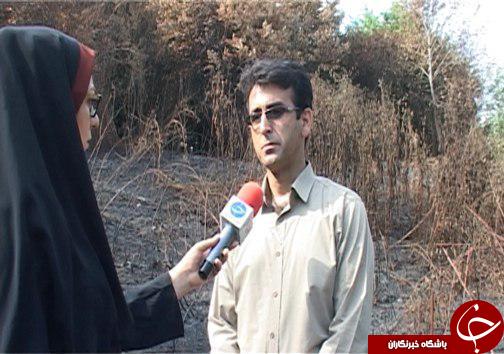 داغ فاجعه سرخ بر دل جنگل&zwnj;های ۲۰ میلیون ساله شمال