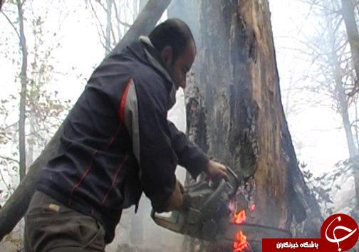 داغ فاجعه سرخ بر دل جنگل&zwnj;های ۲۰ میلیون ساله شمال
