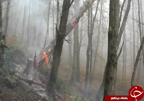 داغ فاجعه سرخ بر دل جنگل&zwnj;های ۲۰ میلیون ساله شمال