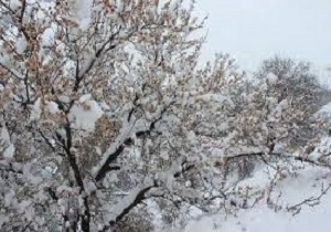 خسارت ۱۰۰۰ میلیارد ریالی در بخش کشاورزی مشگین‌شهر