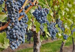 برپایی نمایشگاه عرضه مستقیم انگور و عسل طبیعی در بانه