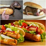 باشگاه خبرنگاران -اسم «هات داگ» از کجا آمده است؟ +تصاویر