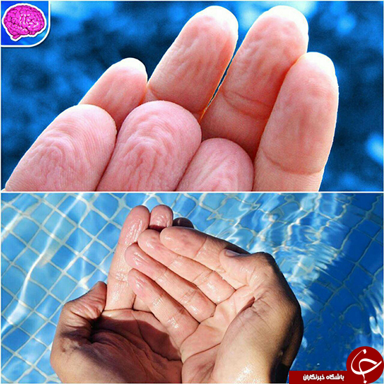 چرا نوک انگشتان در آب چروک می&zwnj;شود؟ +عکس