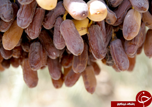 شرکت در هیچ کلاس کنکوری را تجربه نکردم/یک کشته در تصادف محور شورجستان به آباده/برداشت رطب از نخلستان&zwnj;های خنج