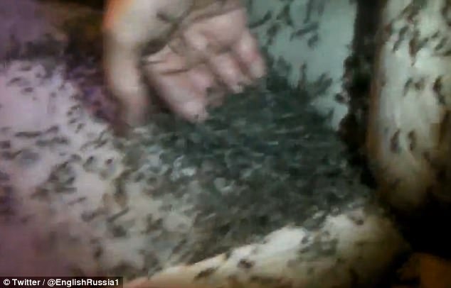 باز ماندن پنجره ماشین و حمله عجیب&zwnj;ترین سارقانی که تا کنون دیده اید + فیلم