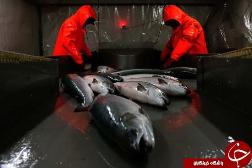 تصاویر روز: از مجسمه 3 متری شان هنری تا جشنواره پیروان آیین بودا
