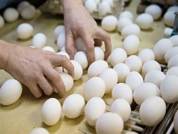 ماجرای تخم&zwnj;مرغ&zwnj;های آلوده در اروپا از کجا نشات می&zwnj;گیرد؟