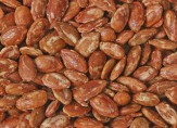 باشگاه خبرنگاران -فلسفه نام تخمه «ژاپنی» چیست؟ +عکس