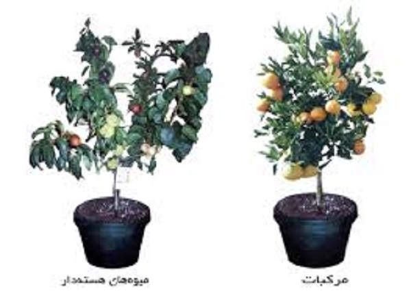 درختی با شش میوه مختلف