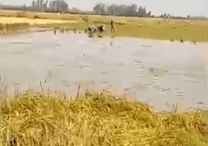 کشت نشاء در روستای «شریعت‌کلا» + فیلم