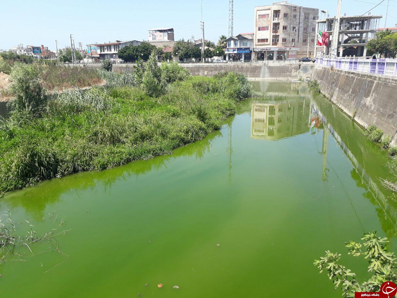 مرداب آهو محله در قاب تصویر