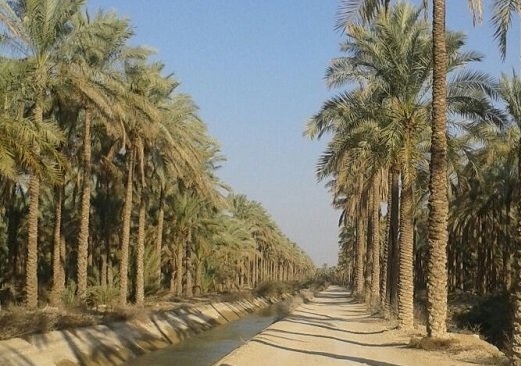 خرمای استان بوشهر در دستور کار ستاد فرماندهی اقتصاد مقاومتی است