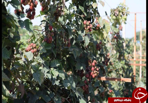 بازار پر رونق تمشک پرورشی در مازندران