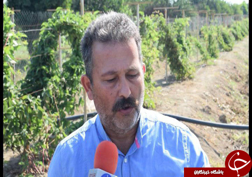 بازار پر رونق تمشک پرورشی در مازندران