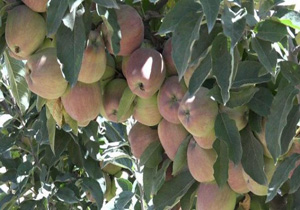 برداشت سیب در مازندران