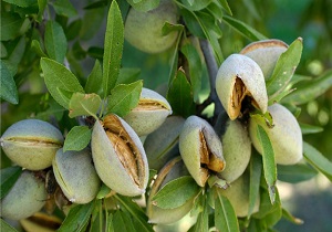 برداشت بادام در چهارمحال و بختیاری آغاز شد