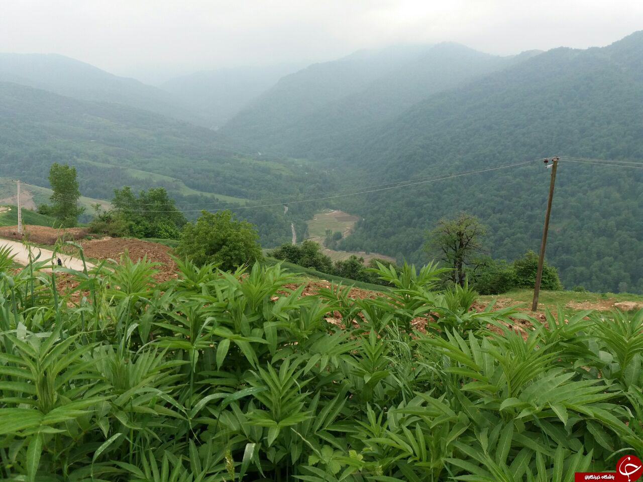 طبیعت چشم&zwnj;نواز و بکر در زنگلاب + تصاویر