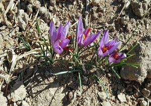 کشت گیاهان دارویی در ۴۹ هکتار از اراضی استان
