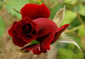 پرورش گل رز هلندی در خلخال