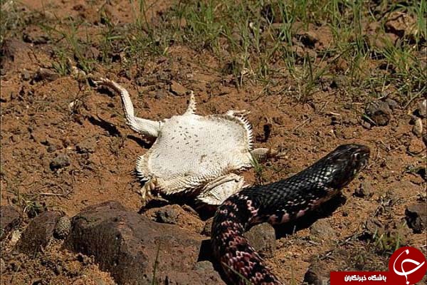 روش های عجیب &laquo;مارمولک شاخدار&raquo; برای دفاع از خود