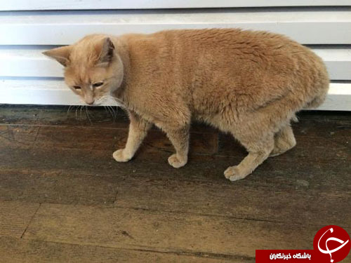 درگذشت گربه&zwnj;ای که نزدیک به دو دهه شهردار بود!+ تصاویر