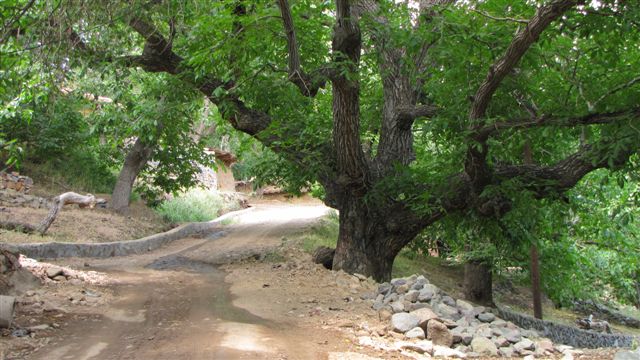 جواران دهستانی در دل دامنه ای سرسبز