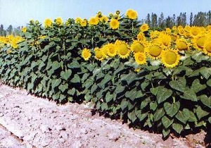 آغاز کشت آفتابگردان در بویین زهرا