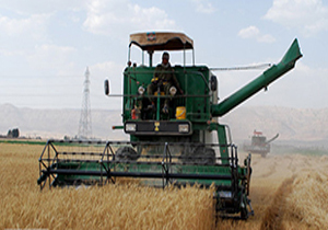 خرید ۲۵۰ هزار تن گندم از کشاورزان لرستانی