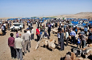 جدی بودن چالش بیماری‌ های مشترک انسان و دام