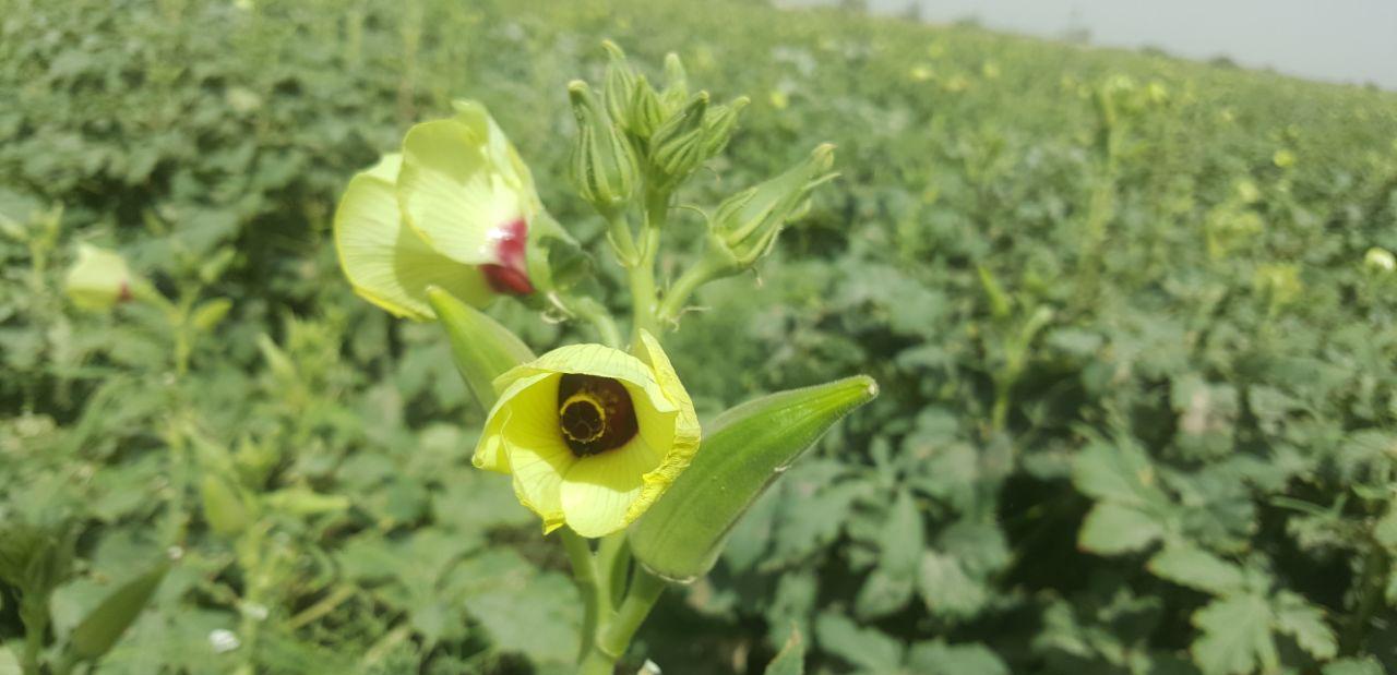 برداشت بامیه در میان طوفان های شن هیرمند